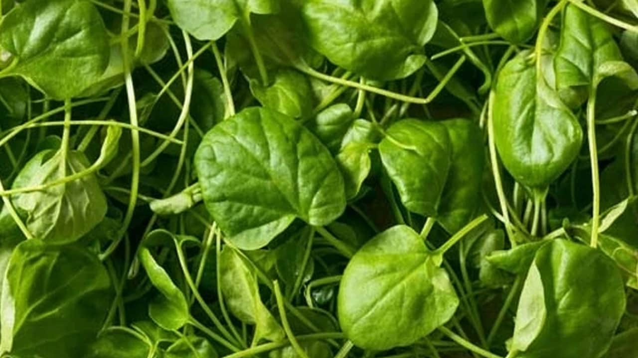 Foto - Günlük beslenmenize yetiyor, en güçlü o besin desteği veriyor: Vitamin deposu! Kaynağı veren şey oymuş...