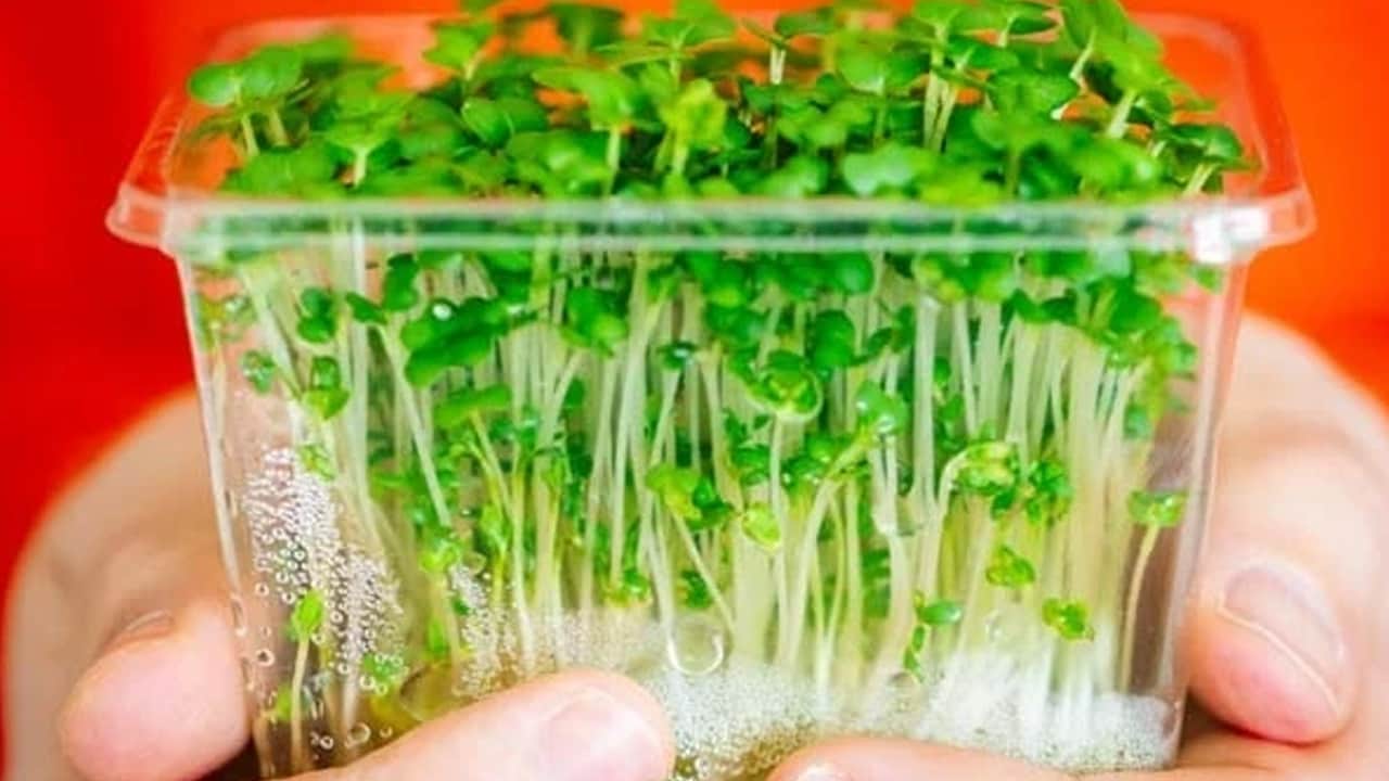 Foto - Günlük beslenmenize yetiyor, en güçlü o besin desteği veriyor: Vitamin deposu! Kaynağı veren şey oymuş...
