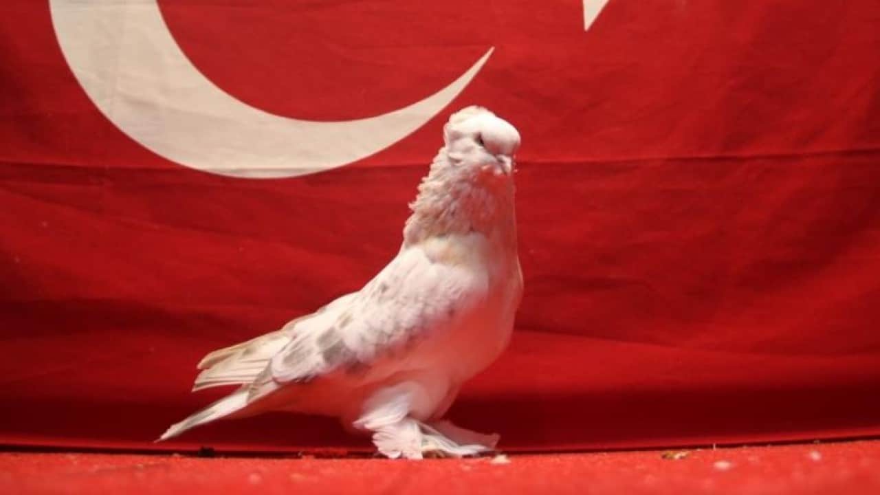 Foto - Güvercinleri servet değerinde! 800 bin TL'lik kuşları böyle koruyor