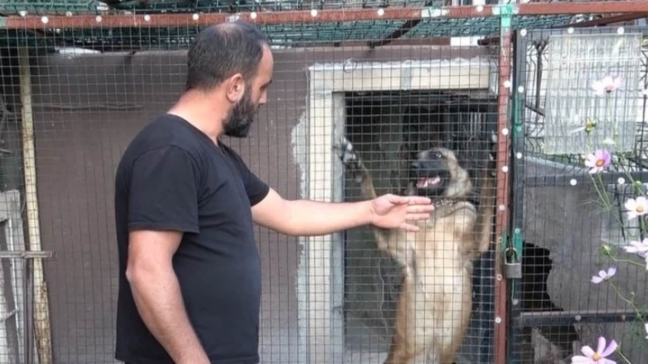 Foto - Güvercinleri servet değerinde! 800 bin TL'lik kuşları böyle koruyor