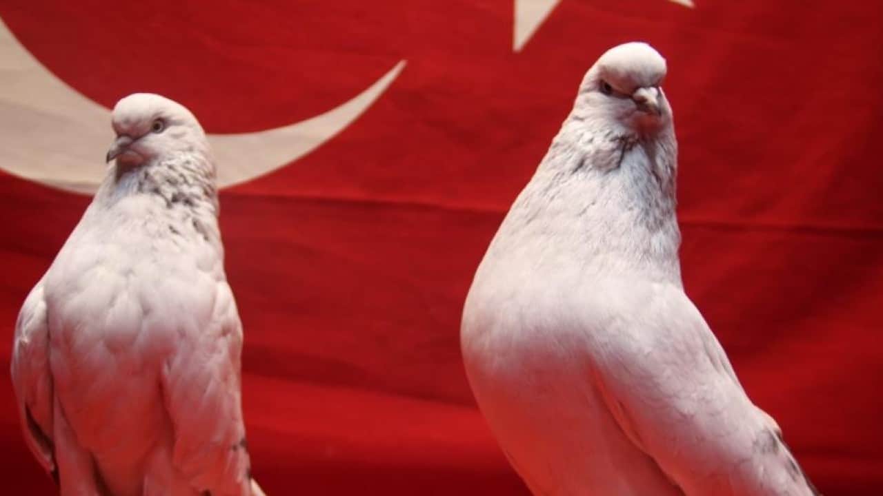 Foto - Güvercinleri servet değerinde! 800 bin TL'lik kuşları böyle koruyor