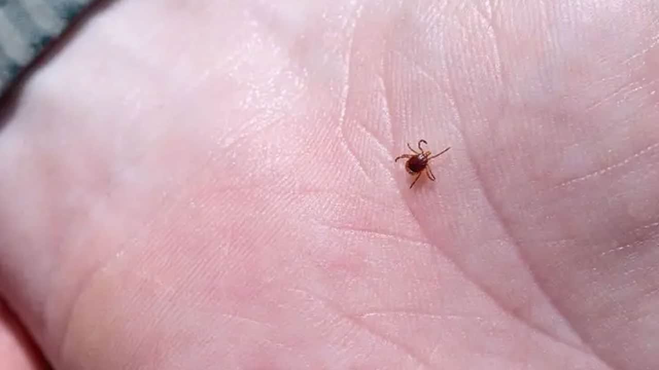 Foto - Halk sağlığı tehdidi büyüyor! Lyme hastalığı: Kene aşısı çalışmalarında ne yaptılar? 