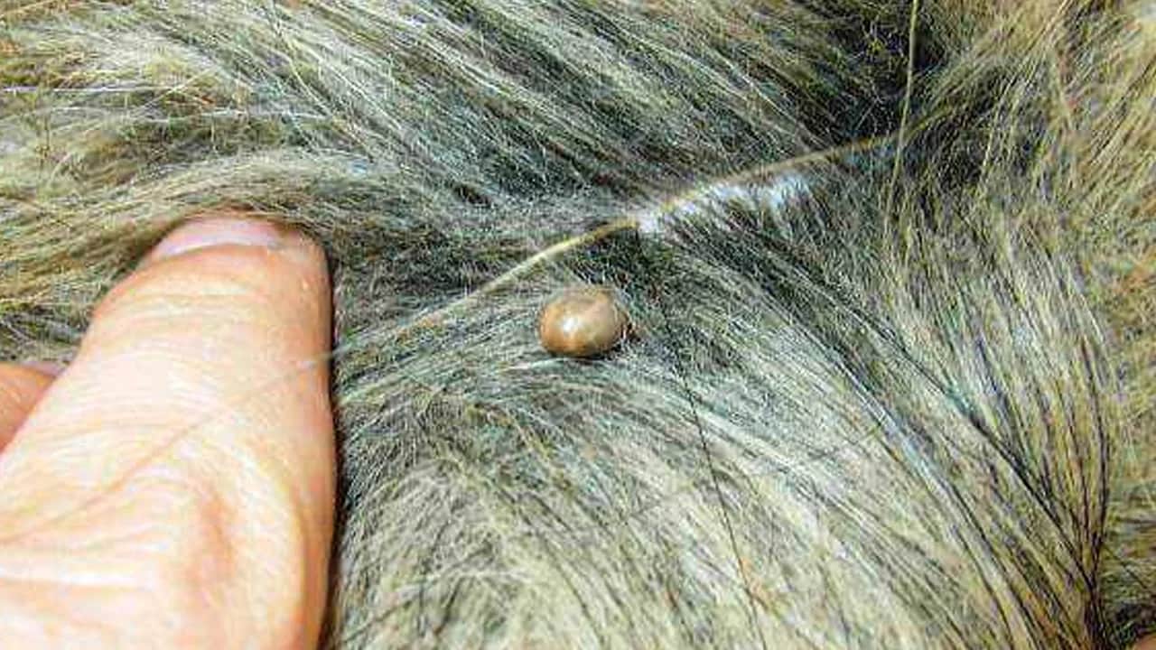 Halk sağlığı tehdidi büyüyor! Lyme hastalığı: Kene aşısı çalışmalarında ne yaptılar?