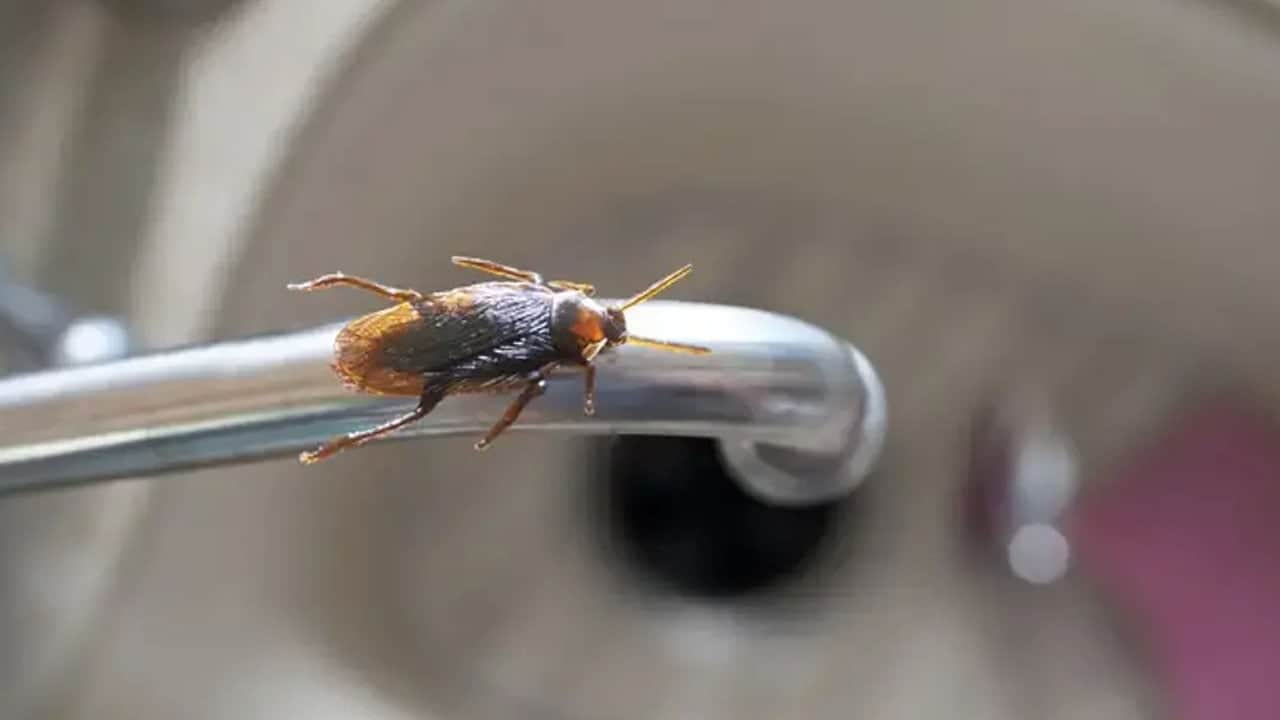 Hamam böceklerini mucizevi yöntem sayesinde yok edin: Öyle bir şey yaptı ki... Herkesin aklına takılan soruya cevap