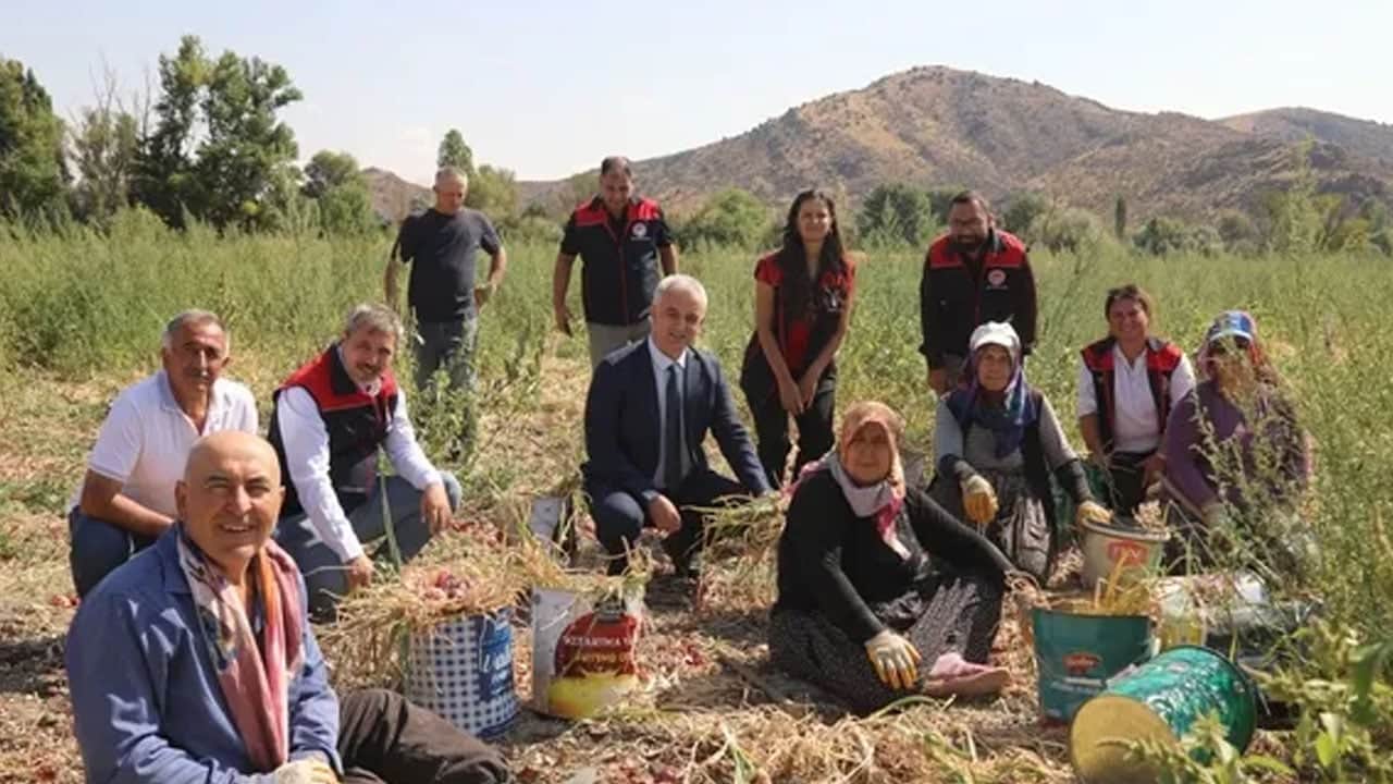 Foto - Hasadı başladı: Kırıkkale’de coğrafi işaretli soğanın herkes peşinde! Eşsiz aromasıyla sofralara geliyor
