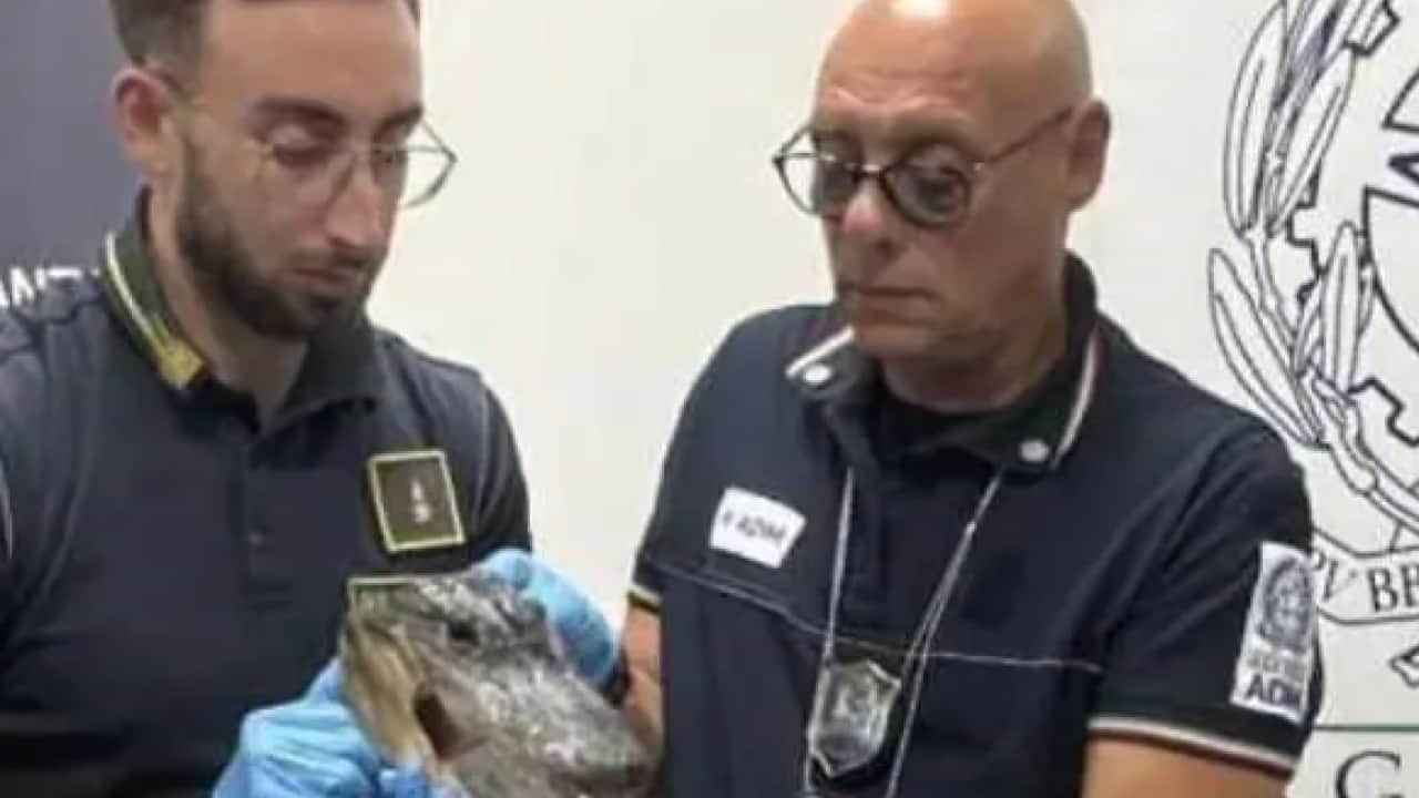 Foto - Havalimanı güvenliği neye uğradığını şaşırdı: Bavuldan öyle bir şey çıktı ki...
