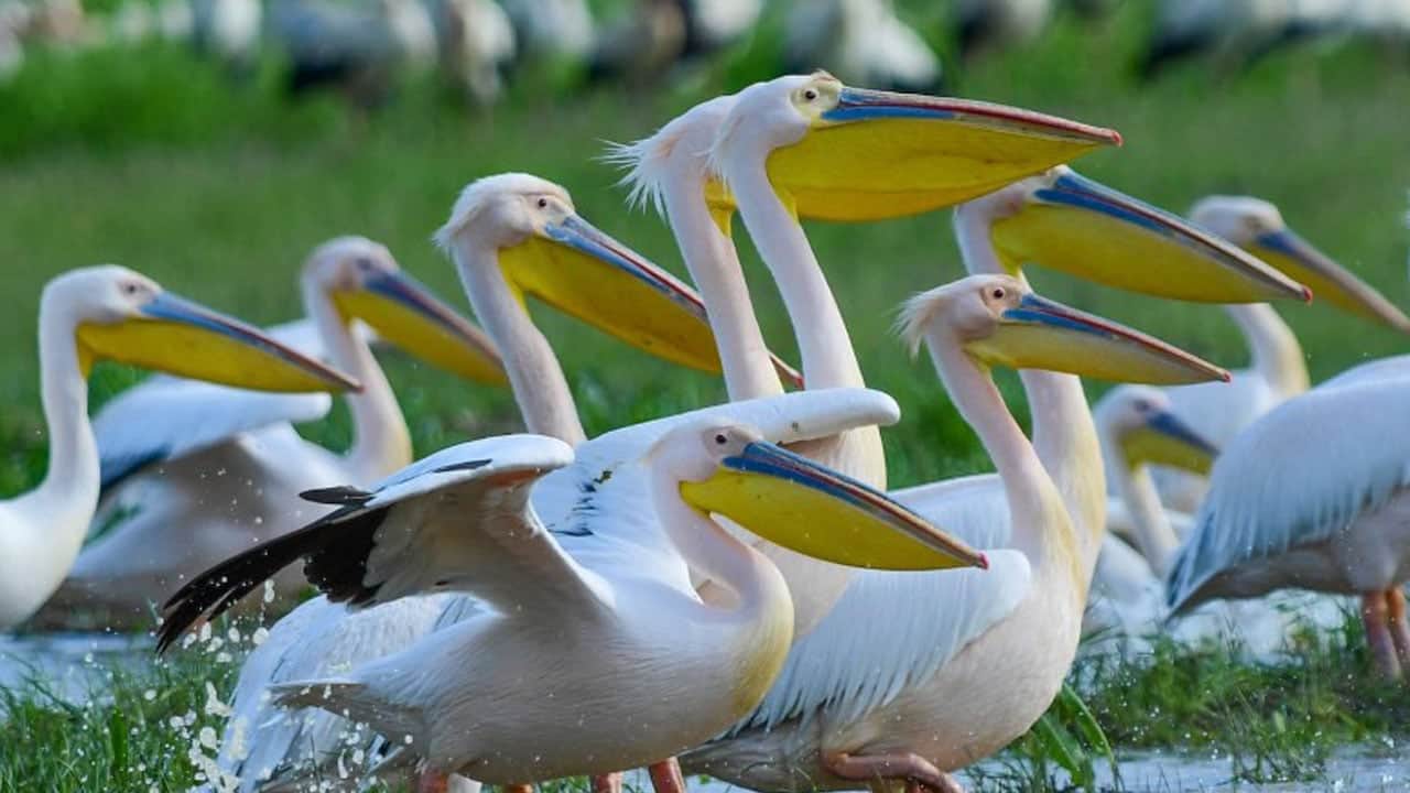 Hayran bırakan görüntüler! Pelikanlar Boğazköy Barajı’na indi