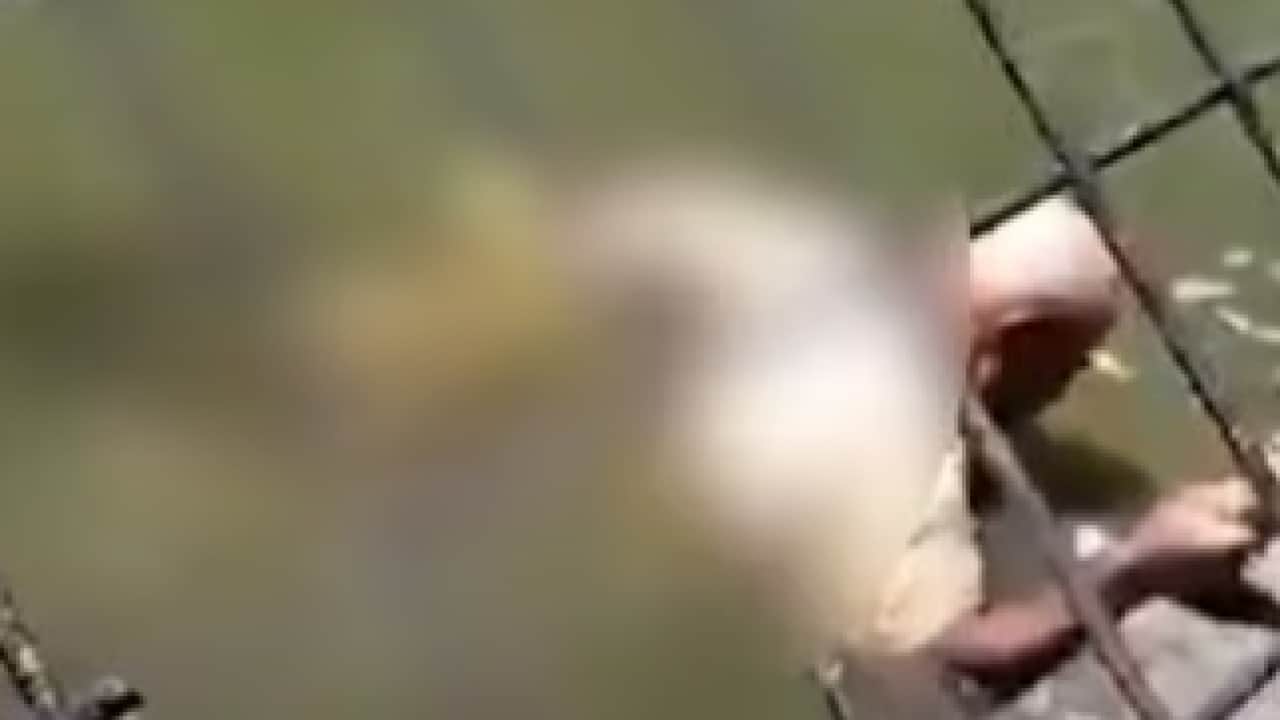 Hayvanat bahçesinde dehşet anları: Timsah çalışanı böyle öldürdü!