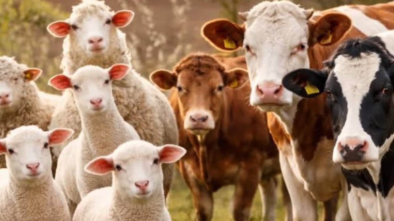 Foto - Hayvancılık desteği için son tarih açıklandı