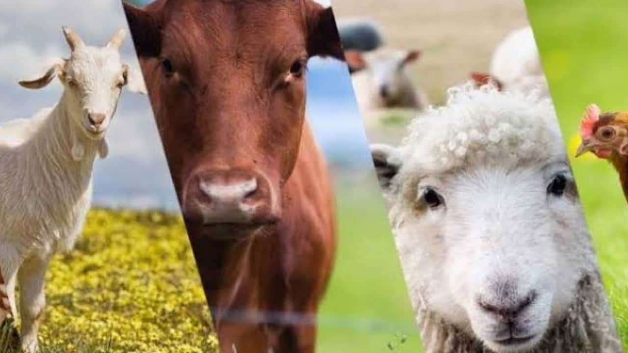 Foto - Hayvancılık desteği için son tarih açıklandı