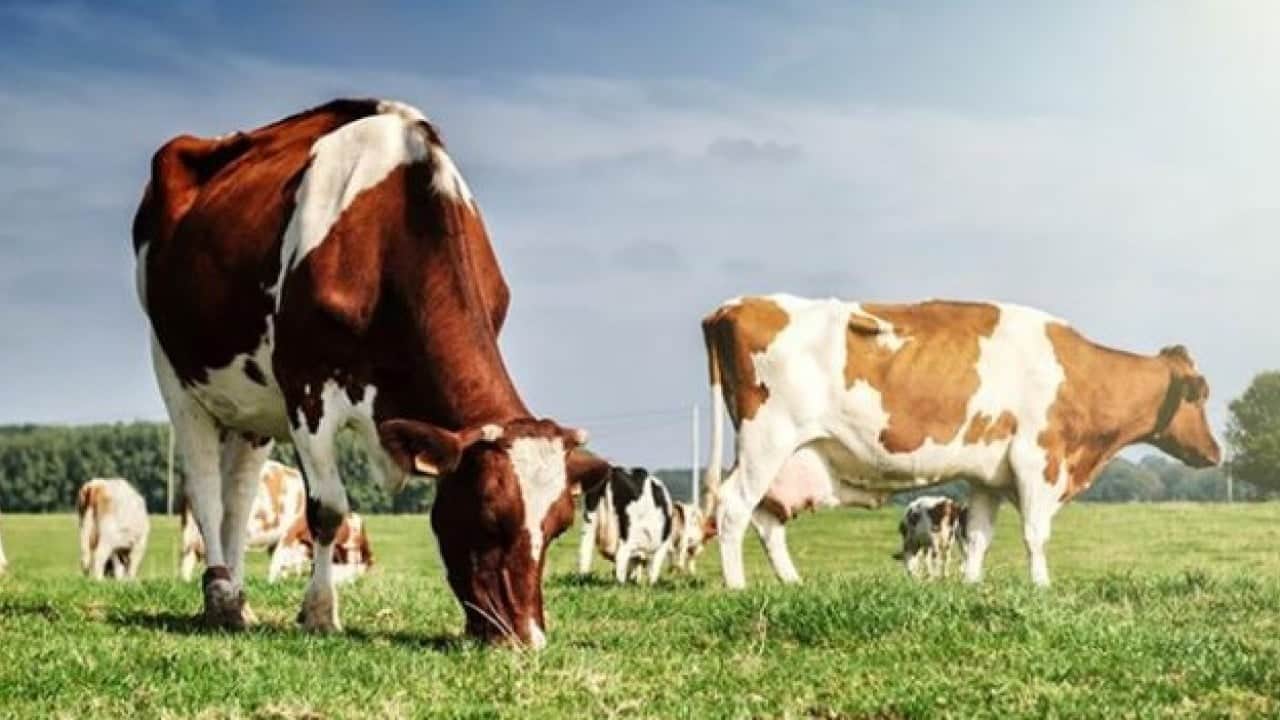 Foto - Hayvancılık desteği için son tarih açıklandı