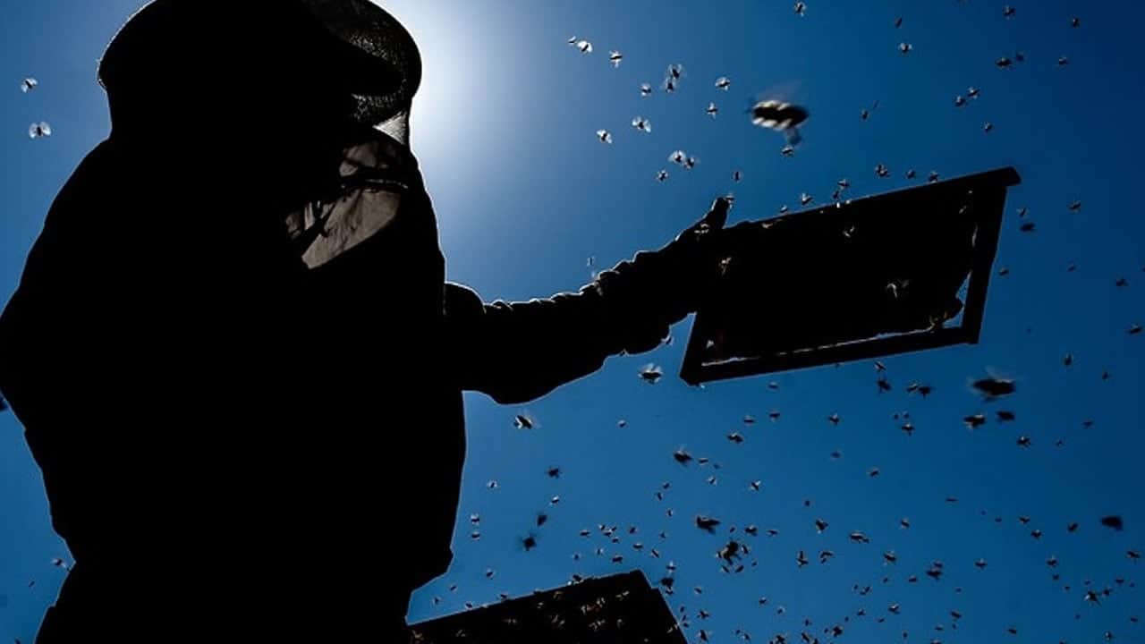 Foto - Hem bal hem de sarımsak ölümcül hastalığa yol açabilir! İkaz verildi: Yerine elma sirkesi varsa içine atın!