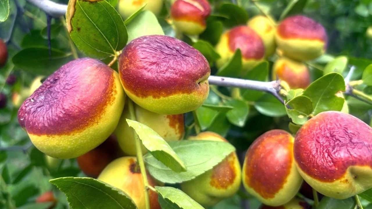 Hem faydalı kem küçük... Çin hurması: Adını çoğu kişi bilmiyor! O besin zengin içeriğiyle öne çıkıyor