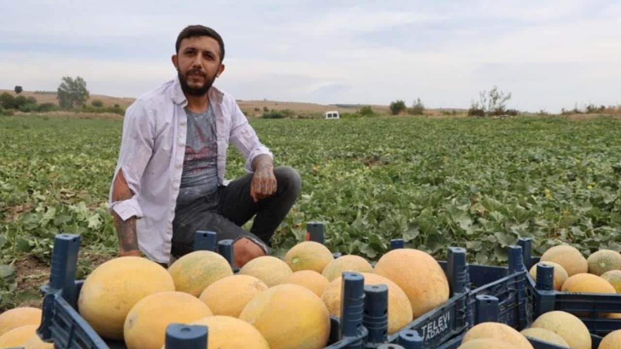 Hem üretici hem tüketici kazandı: Adanalı üreticiden aracısız kavun satışı!