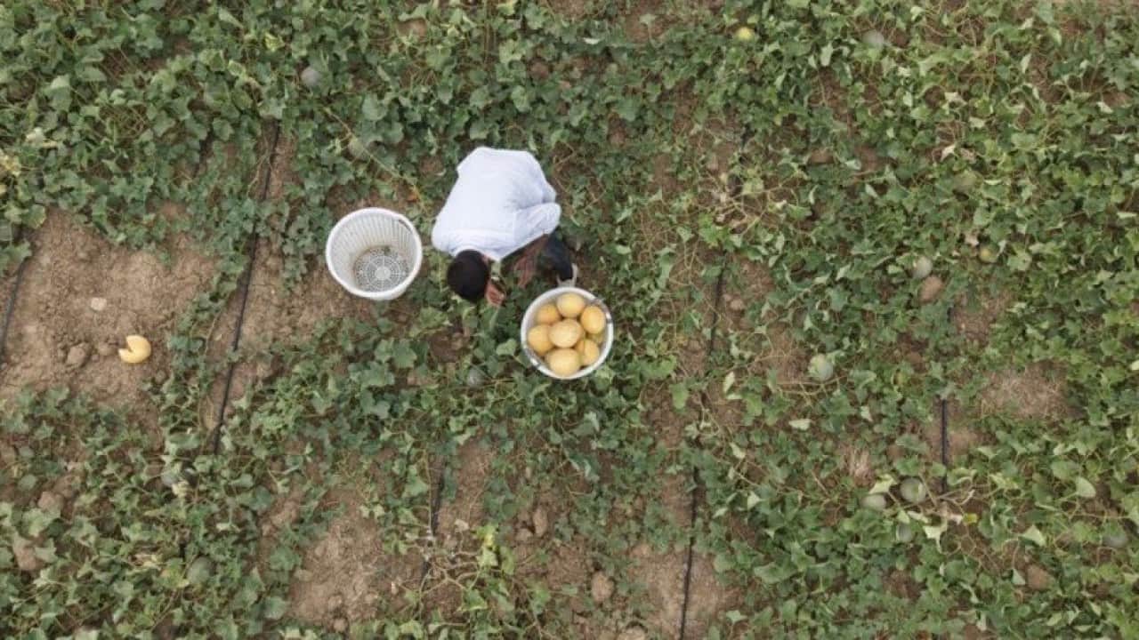 Foto - Hem üretici hem tüketici kazandı: Adanalı üreticiden aracısız kavun satışı!