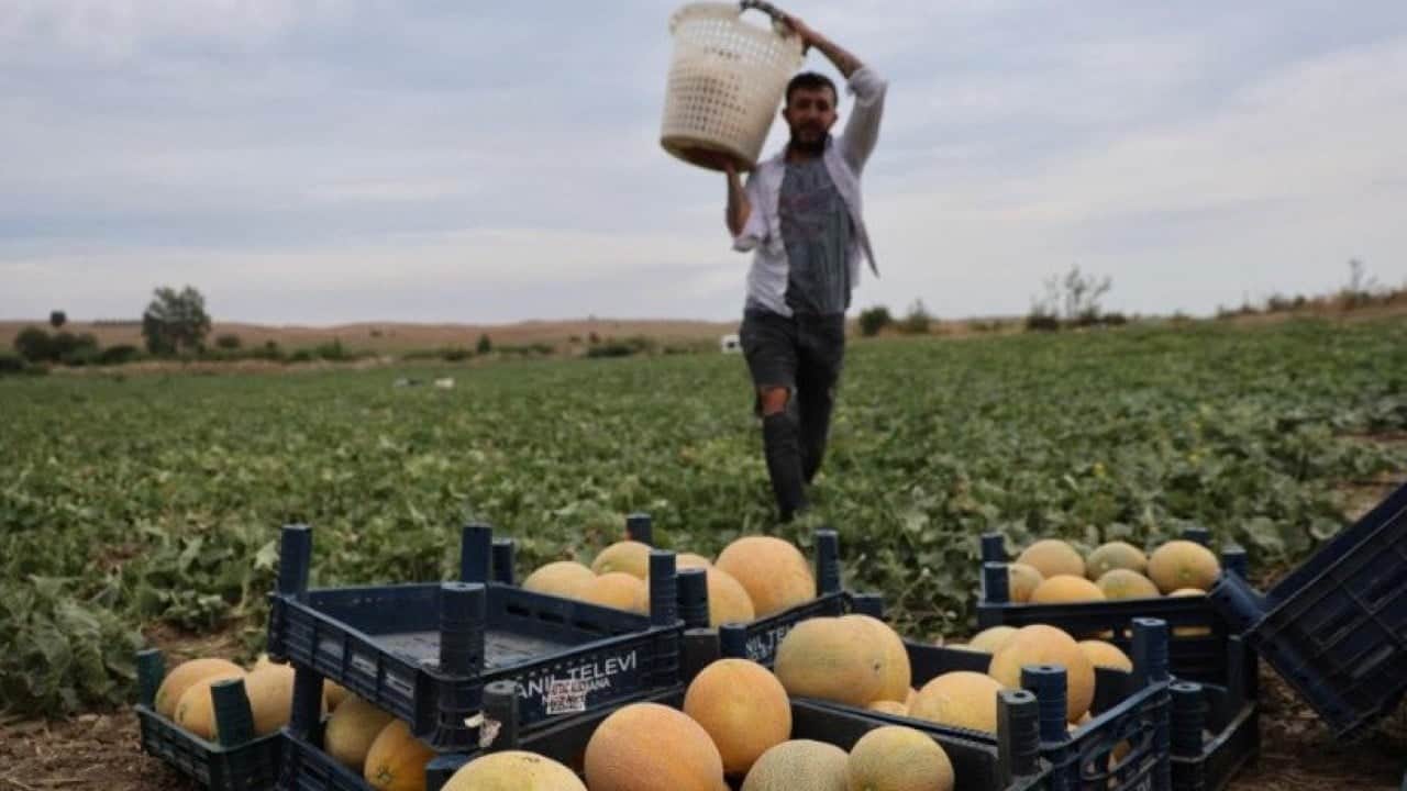 Foto - Hem üretici hem tüketici kazandı: Adanalı üreticiden aracısız kavun satışı!