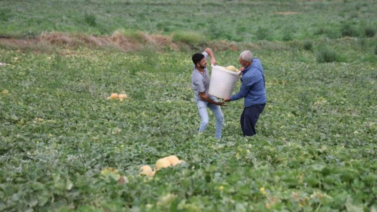 Foto - Hem üretici hem tüketici kazandı: Adanalı üreticiden aracısız kavun satışı!