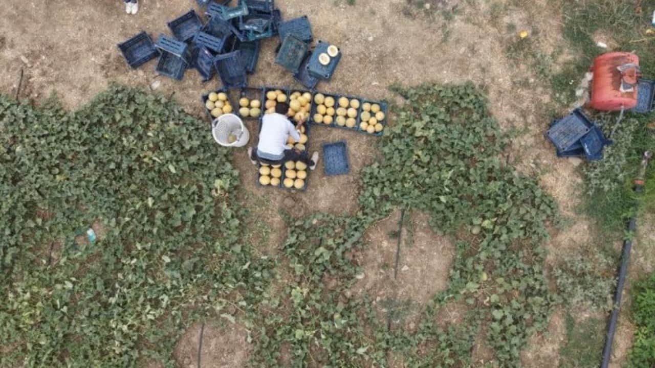 Foto - Hem üretici hem tüketici kazandı: Adanalı üreticiden aracısız kavun satışı!