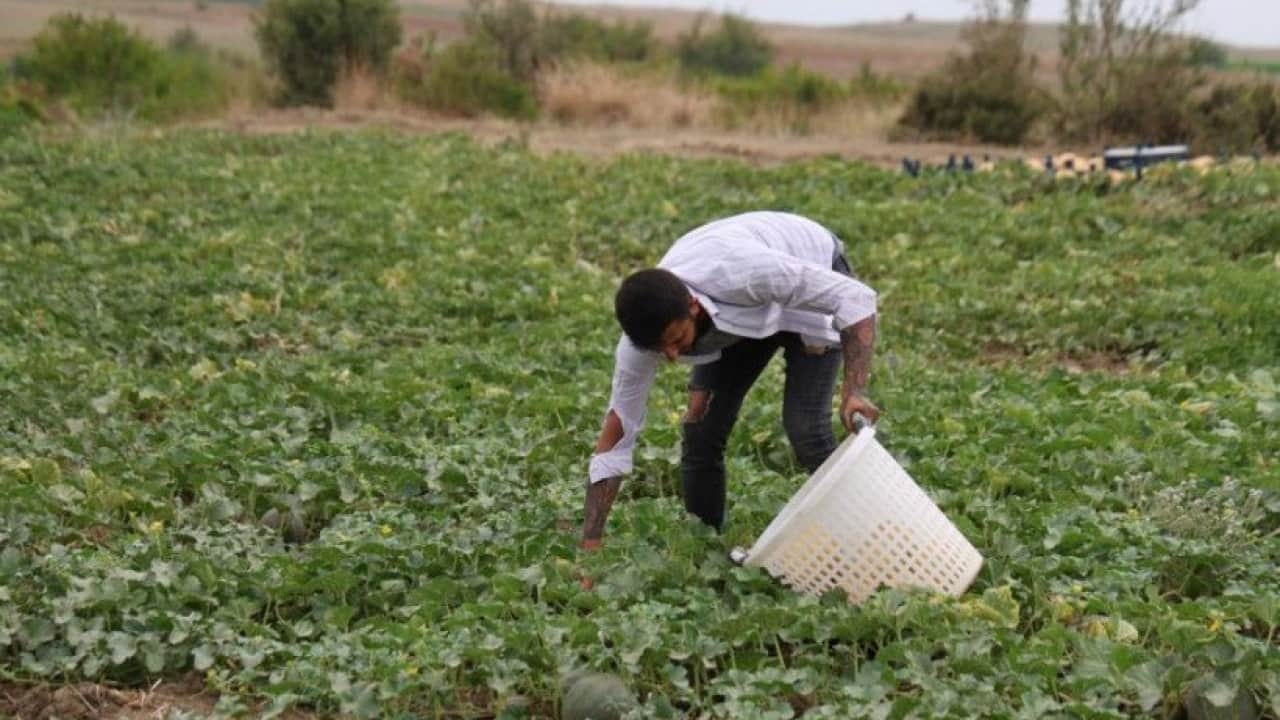 Foto - Hem üretici hem tüketici kazandı: Adanalı üreticiden aracısız kavun satışı!