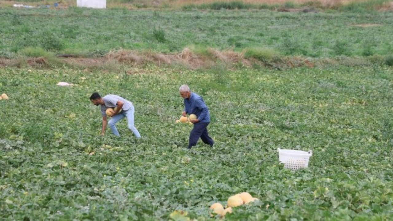 Foto - Hem üretici hem tüketici kazandı: Adanalı üreticiden aracısız kavun satışı!