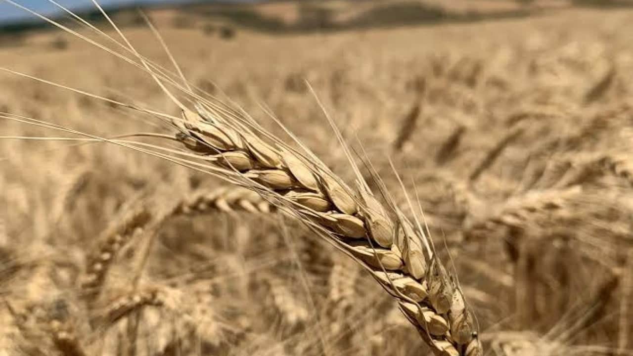 Foto - Hemen hemen her sofrada var! Fiyat 3'e katlanabilir uyarısı