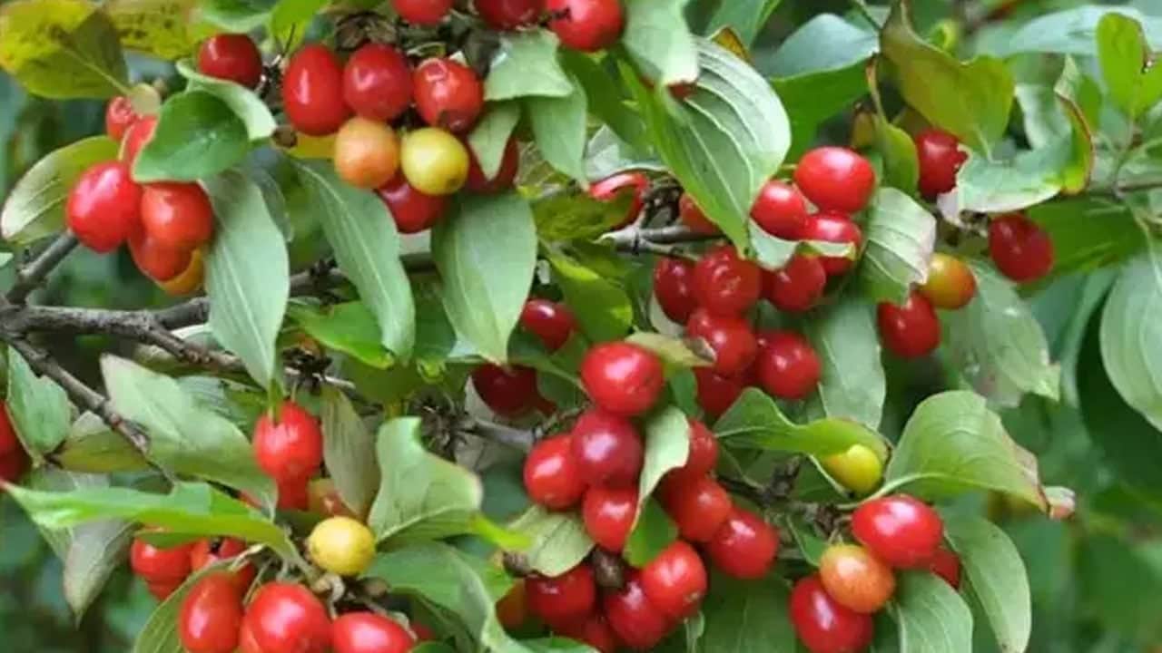 Foto - Her derde deva kızılcık, bağırsakları koruyor! Sonbaharın habercisi... Tansiyonu düşüren 1 şişe suyu: Öyle bir şey ki...