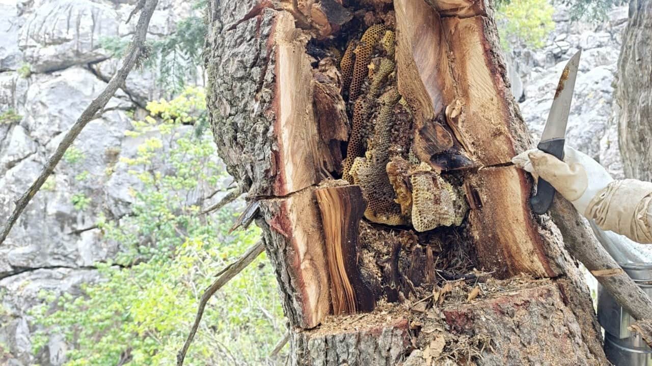 Foto - Her derde deva... Yıllardır Toroslar'da bal avcısı: Firari arıları dedektif gibi takip ediyor! 