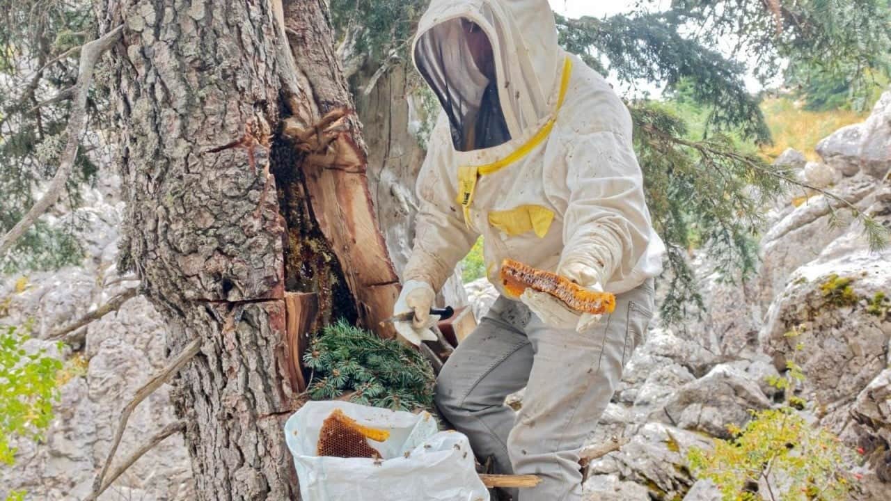 Her derde deva... Yıllardır Toroslar'da bal avcısı: Firari arıları dedektif gibi takip ediyor! 