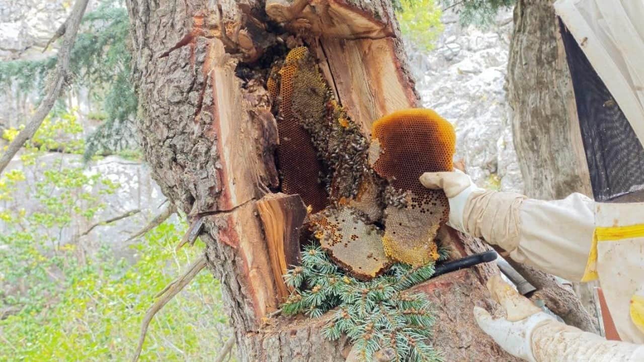 Foto - Her derde deva... Yıllardır Toroslar'da bal avcısı: Firari arıları dedektif gibi takip ediyor! 