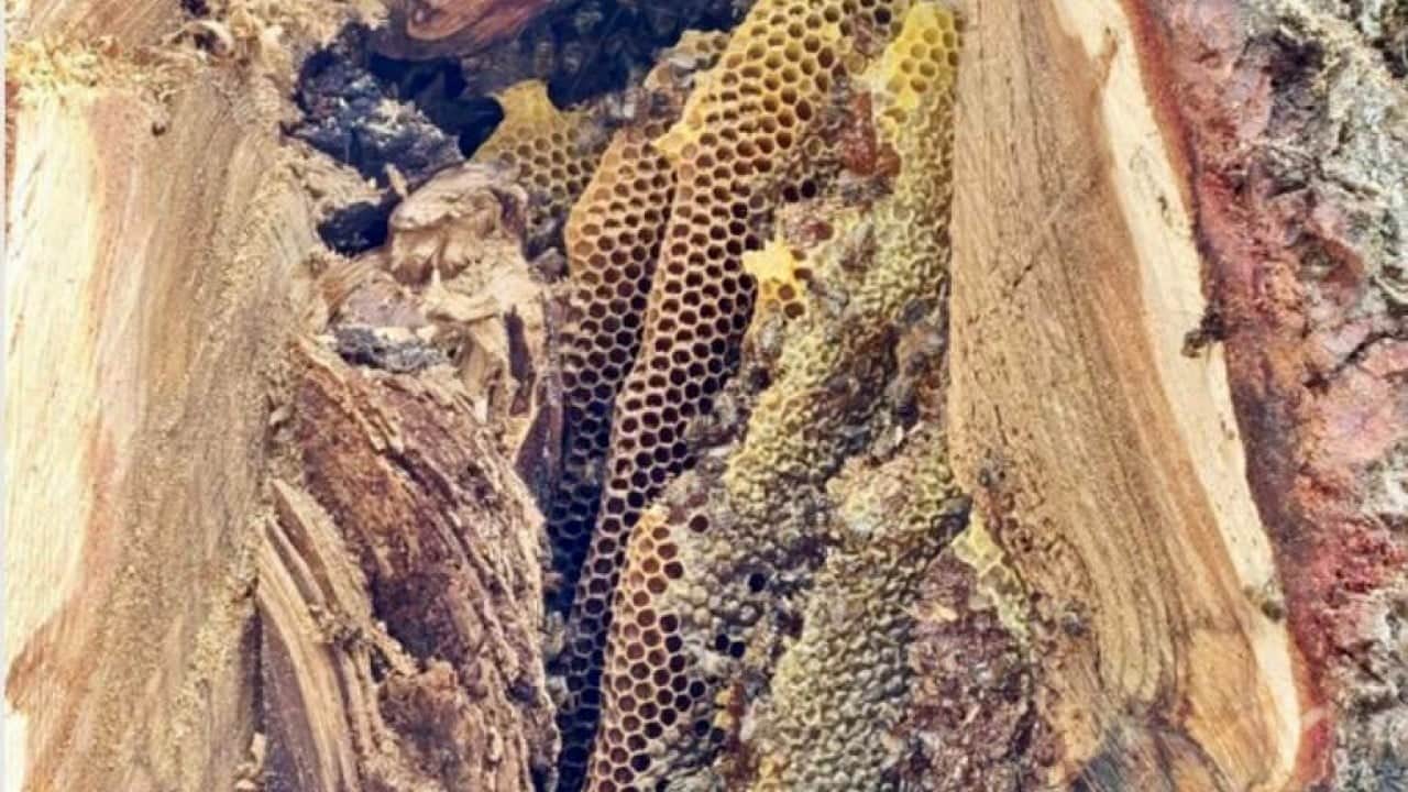 Foto - Her derde deva... Yıllardır Toroslar'da bal avcısı: Firari arıları dedektif gibi takip ediyor! 