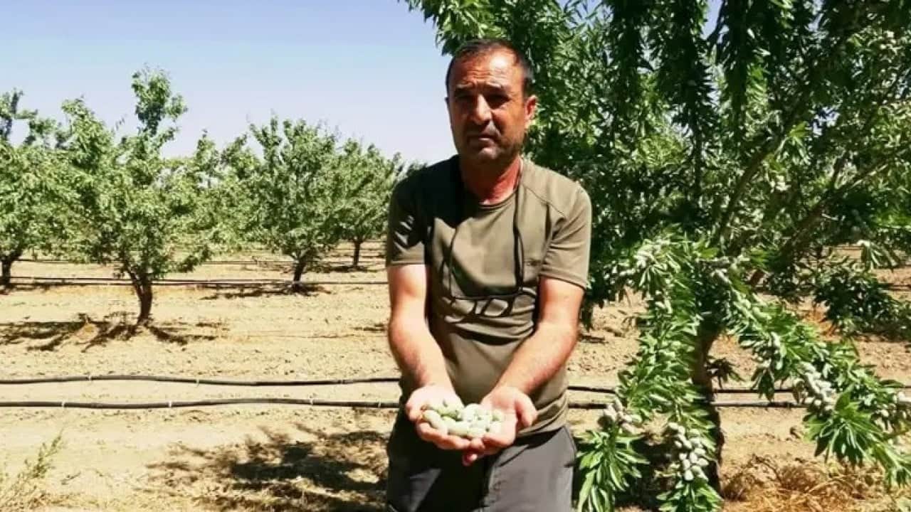 Hobi olarak başladı! Şimdi rekolte bekliyor