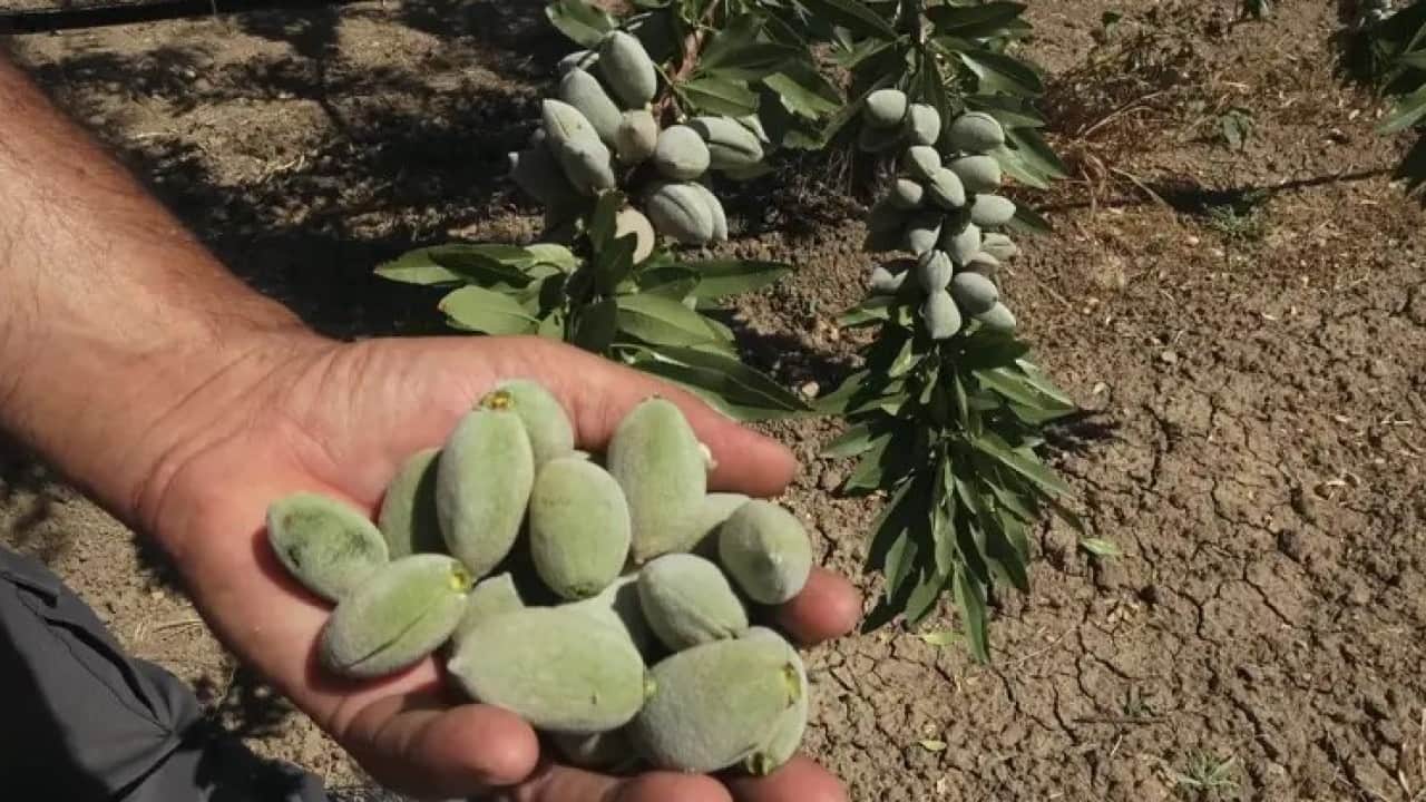 Foto - Hobi olarak başladı! Şimdi rekolte bekliyor