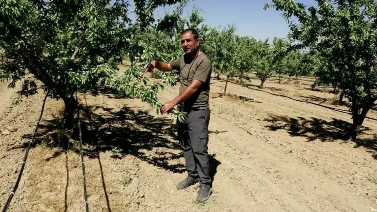 Foto - Hobi olarak başladı! Şimdi rekolte bekliyor