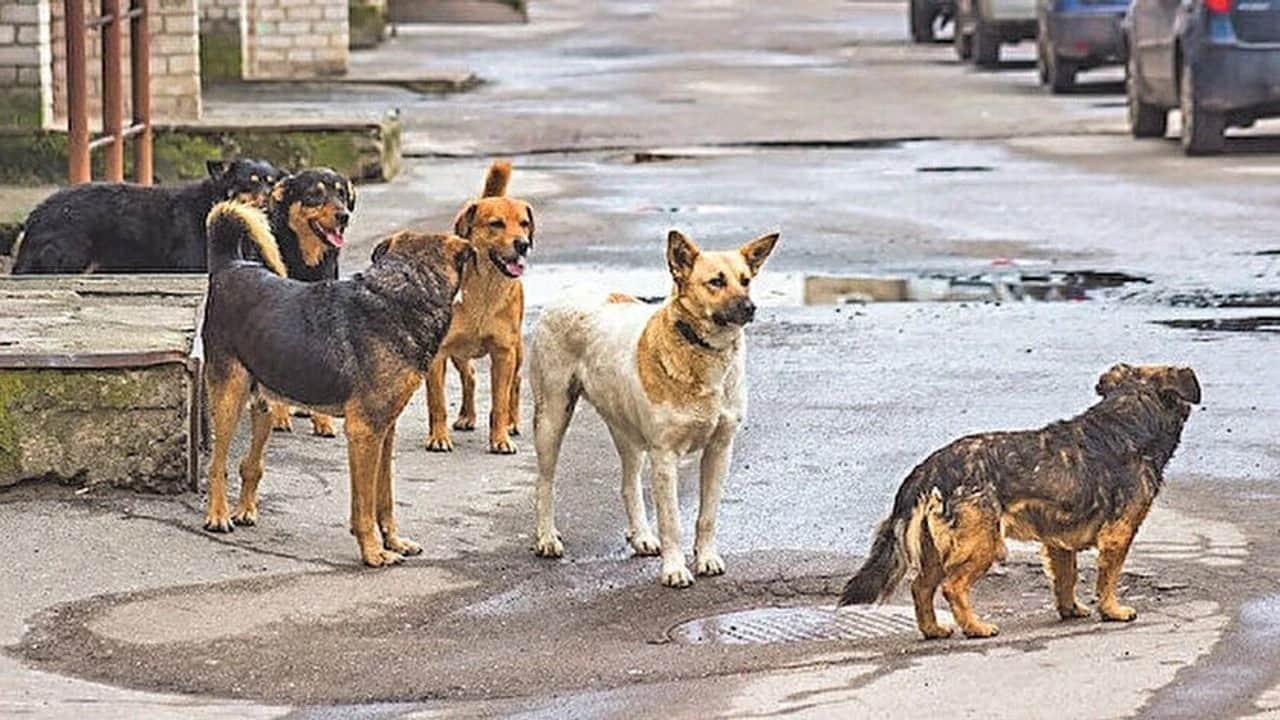 Foto - HÜDA PAR'den sitem: 'Sokaklar hala köpeklerle dolu!'
