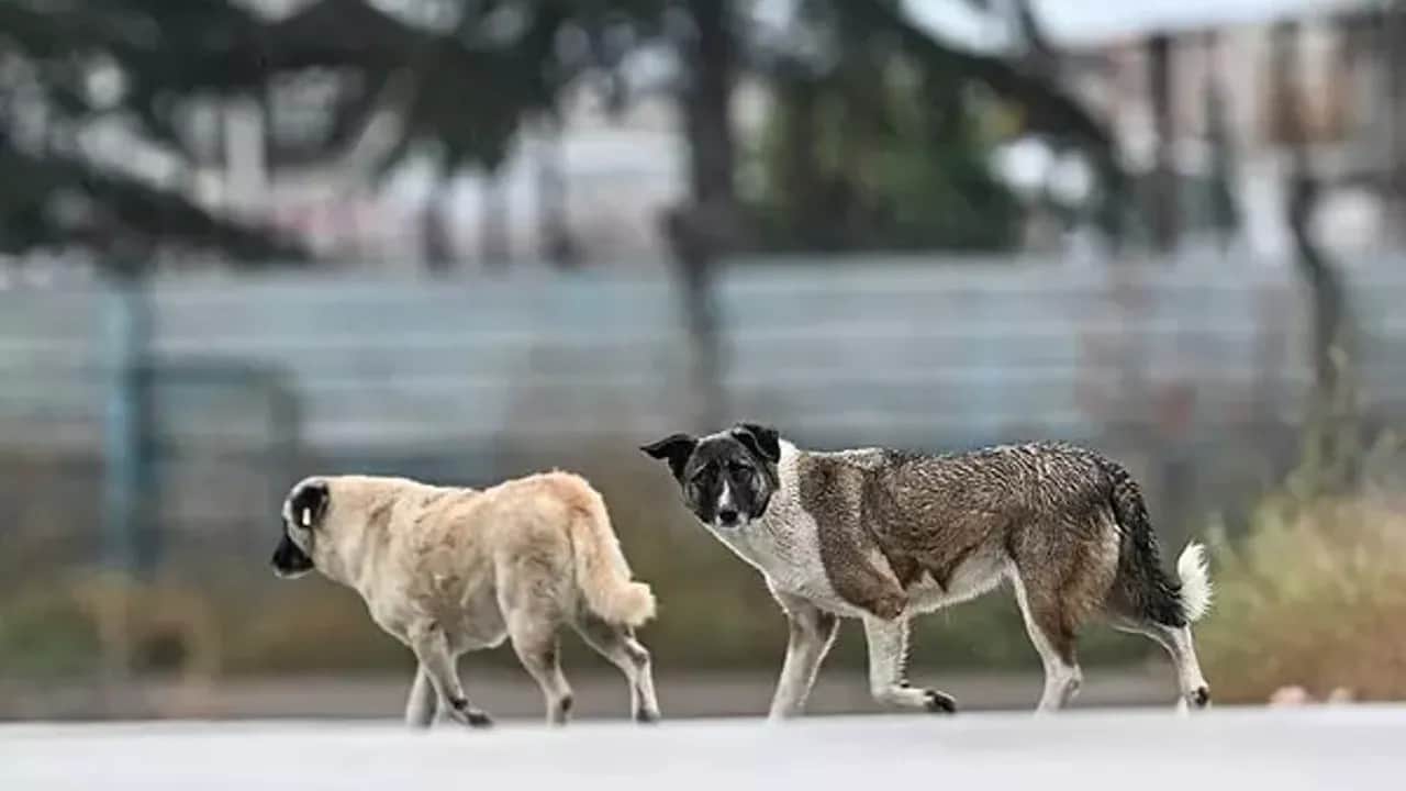 Foto - HÜDA PAR'den sitem: 'Sokaklar hala köpeklerle dolu!'