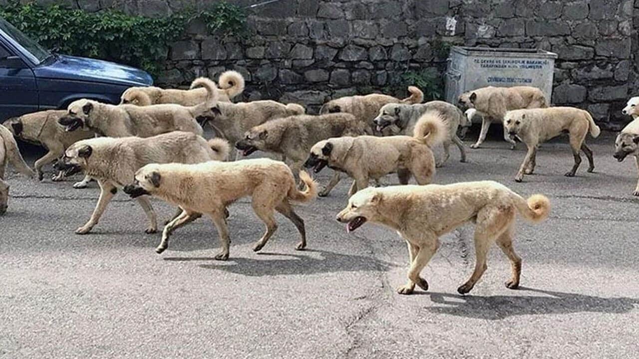 Foto - HÜDA PAR'den sitem: 'Sokaklar hala köpeklerle dolu!'