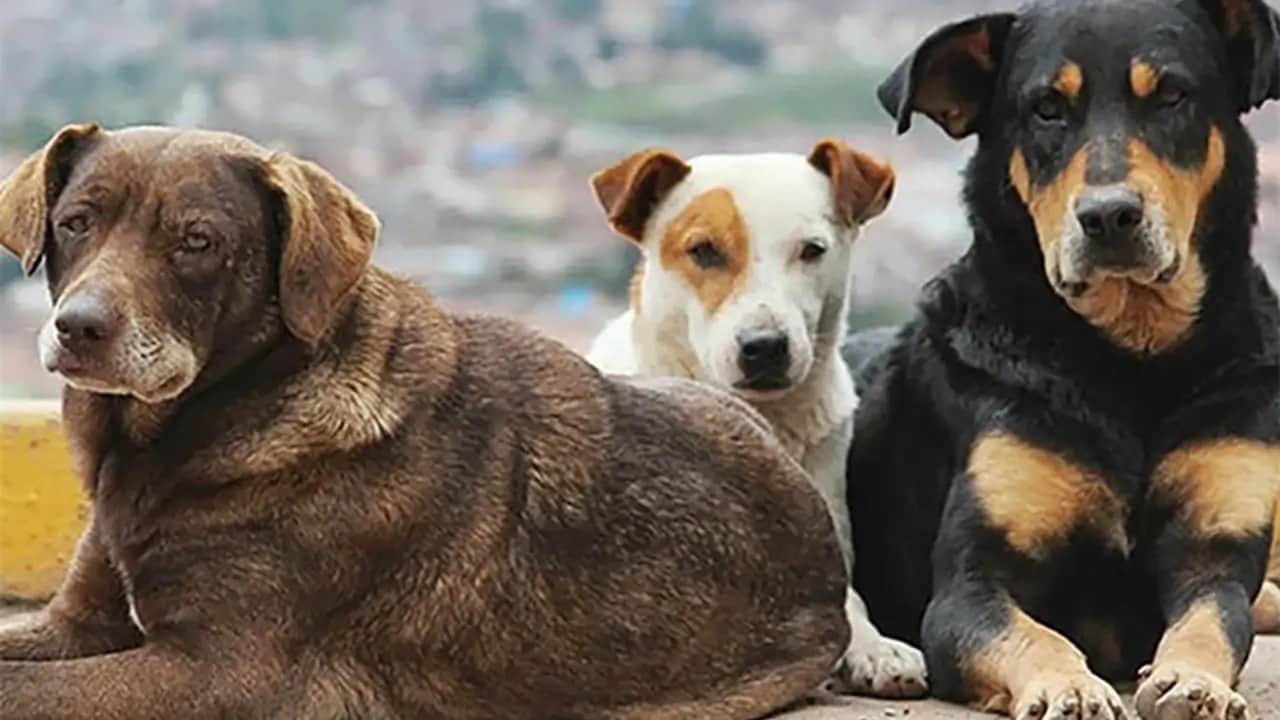 Foto - HÜDA PAR'den sitem: 'Sokaklar hala köpeklerle dolu!'