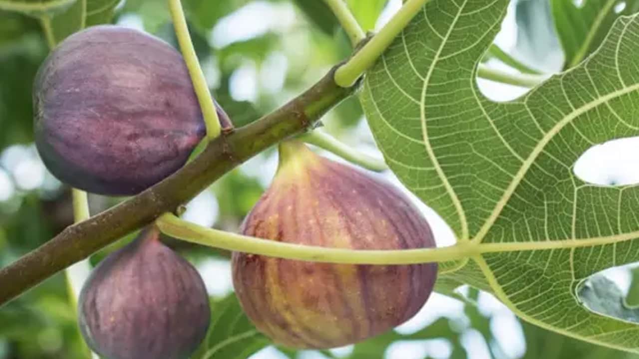 Foto - İbn-i Sina'nın yıllarca övdüğü şifa dediği incir korur: Gel, sen de kavanoza koy gün içinde mide asitinden kurtul 