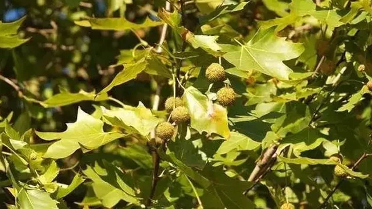 Foto - İbrahim Saraçoğlu tarifini verdi: Diz ağrısı kesilmez ise bu adımların dahil olması halinde aniden değişecek