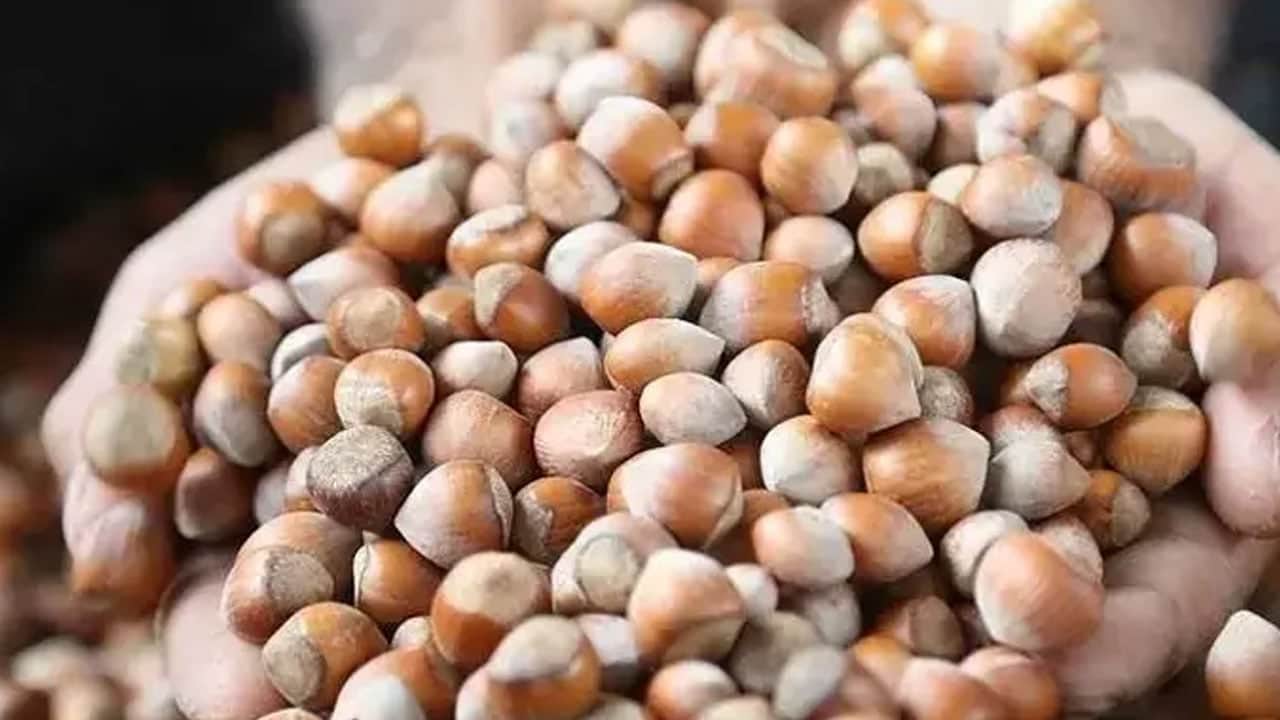 Foto - İki kuruyemiş ile hastalıkları kovun: Ceviz mi sağlıklı yoksa fındık mı? Meğer aralarında önemli beş fark varmış! 