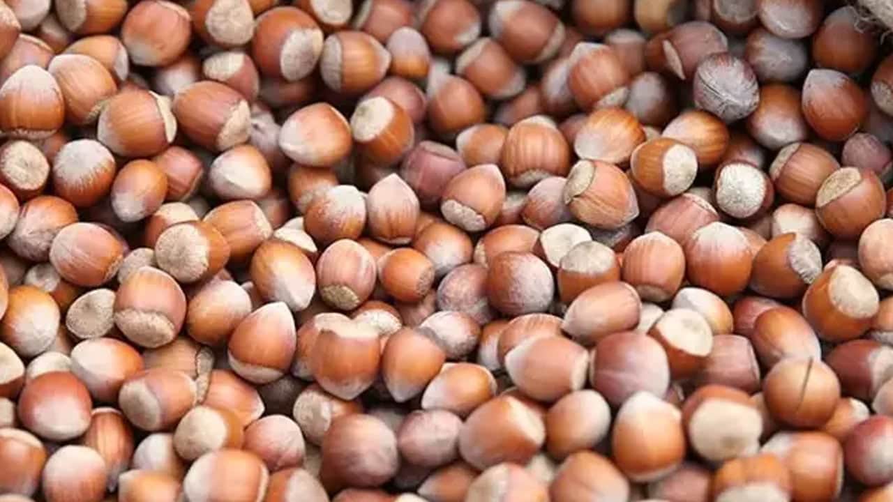 Foto - İki kuruyemiş ile hastalıkları kovun: Ceviz mi sağlıklı yoksa fındık mı? Meğer aralarında önemli beş fark varmış! 