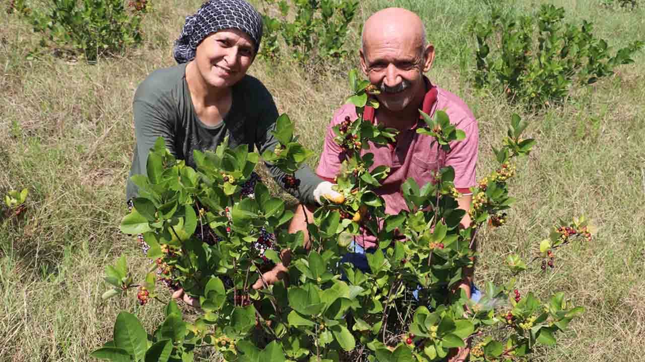 Foto - İkramiyesini toprağa yatırdı: Çorak tarladan 
