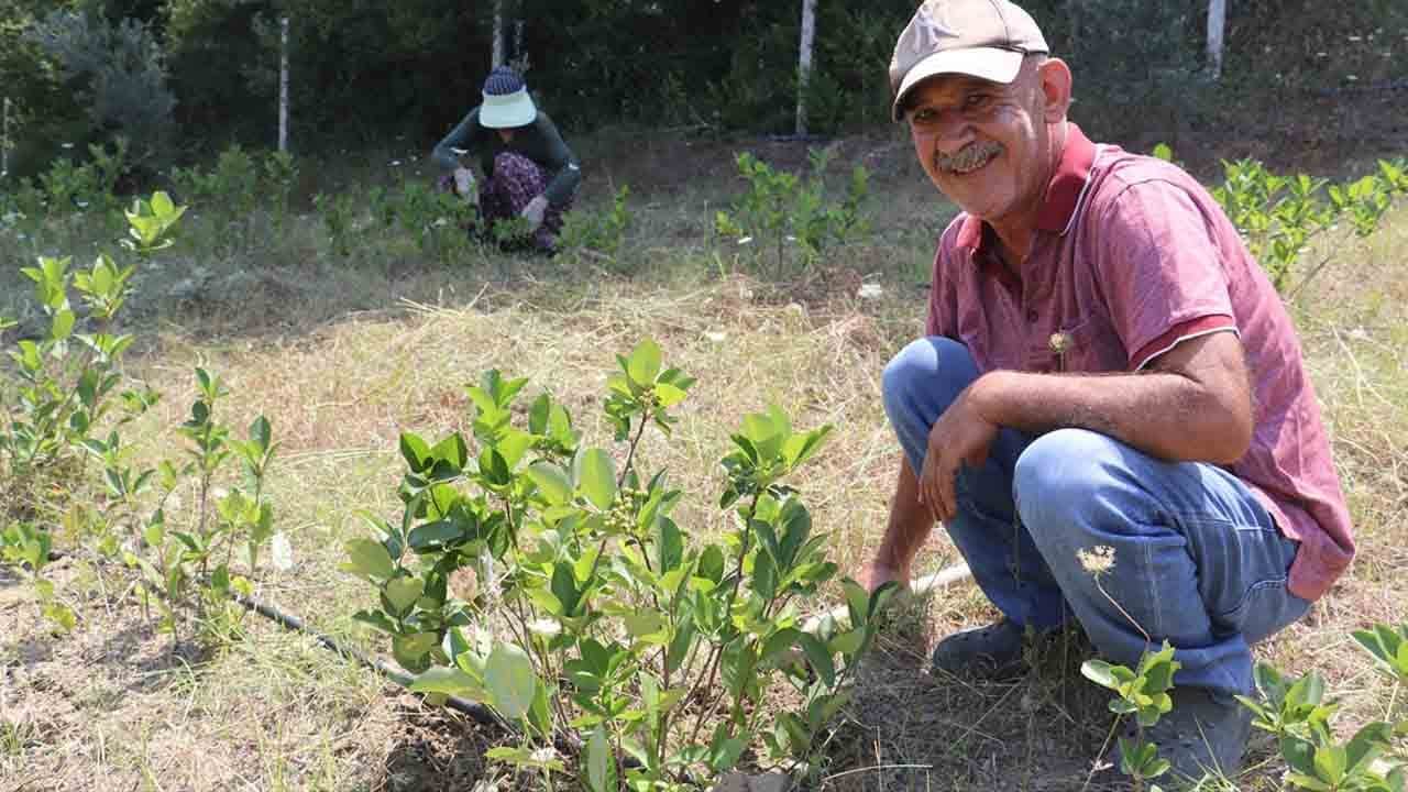 İkramiyesini toprağa yatırdı: Çorak tarladan 