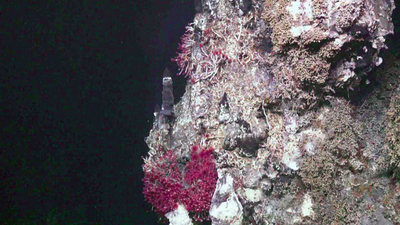 Foto - İlk kez görüntüledi! Atlantik’in karanlık tabanında gizli dünya bulundu