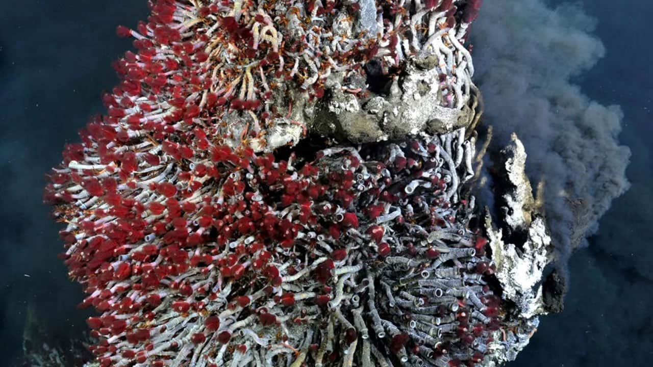 Foto - İlk kez görüntüledi! Atlantik’in karanlık tabanında gizli dünya bulundu