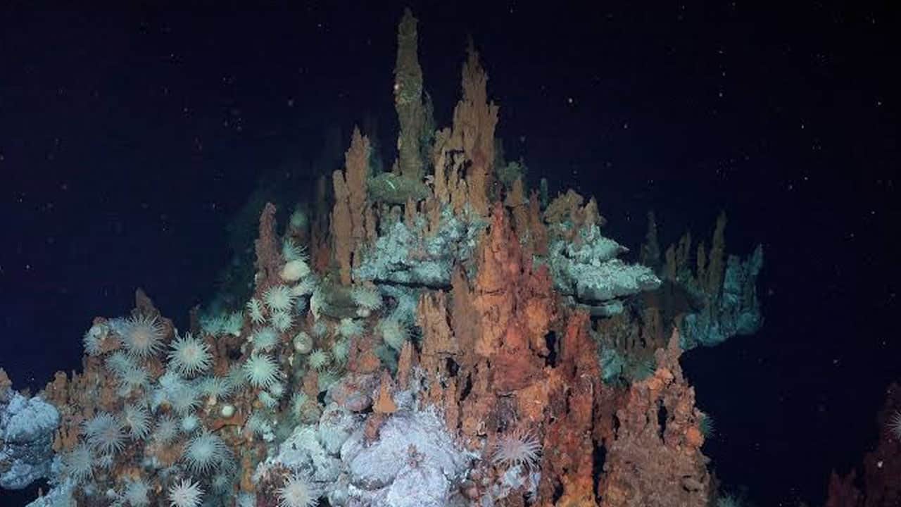 Foto - İlk kez görüntüledi! Atlantik’in karanlık tabanında gizli dünya bulundu