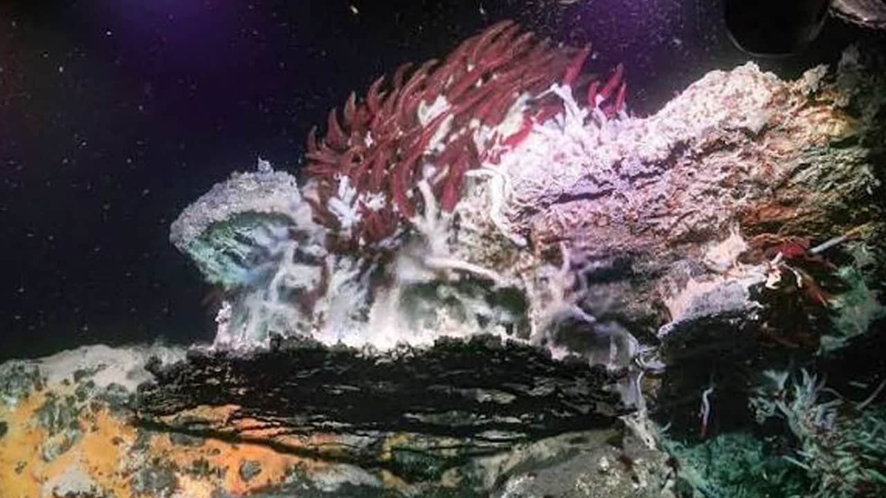 Foto - İlk kez görüntüledi! Atlantik’in karanlık tabanında gizli dünya bulundu