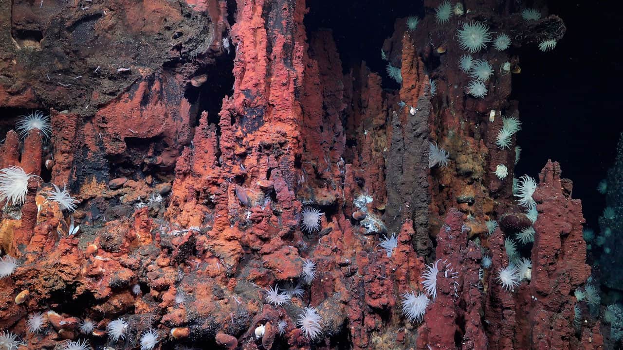 Foto - İlk kez görüntüledi! Atlantik’in karanlık tabanında gizli dünya bulundu