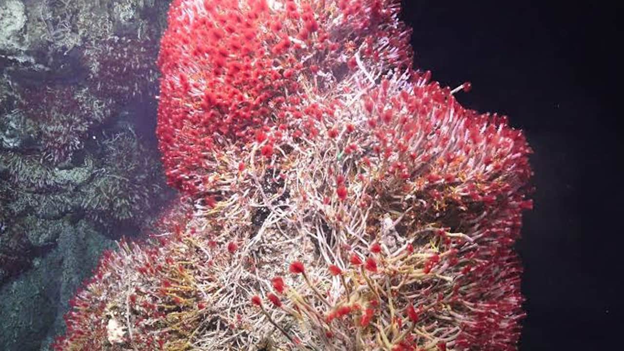 Foto - İlk kez görüntüledi! Atlantik’in karanlık tabanında gizli dünya bulundu