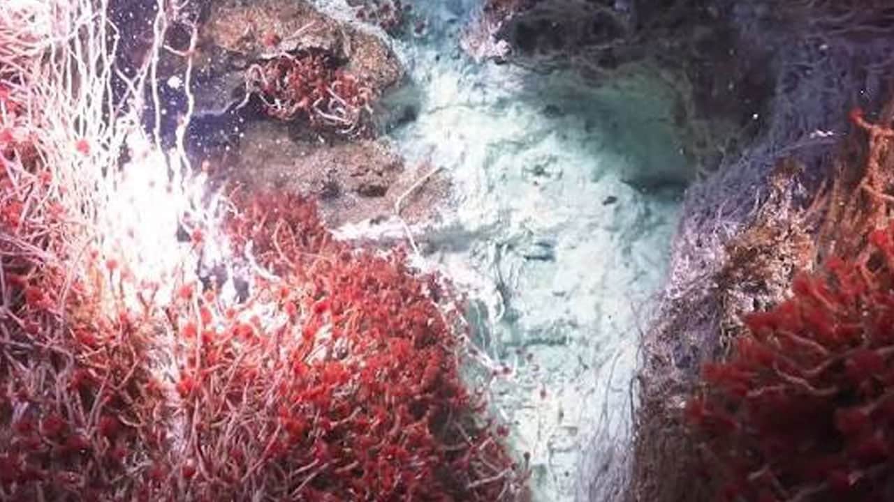Foto - İlk kez görüntüledi! Atlantik’in karanlık tabanında gizli dünya bulundu